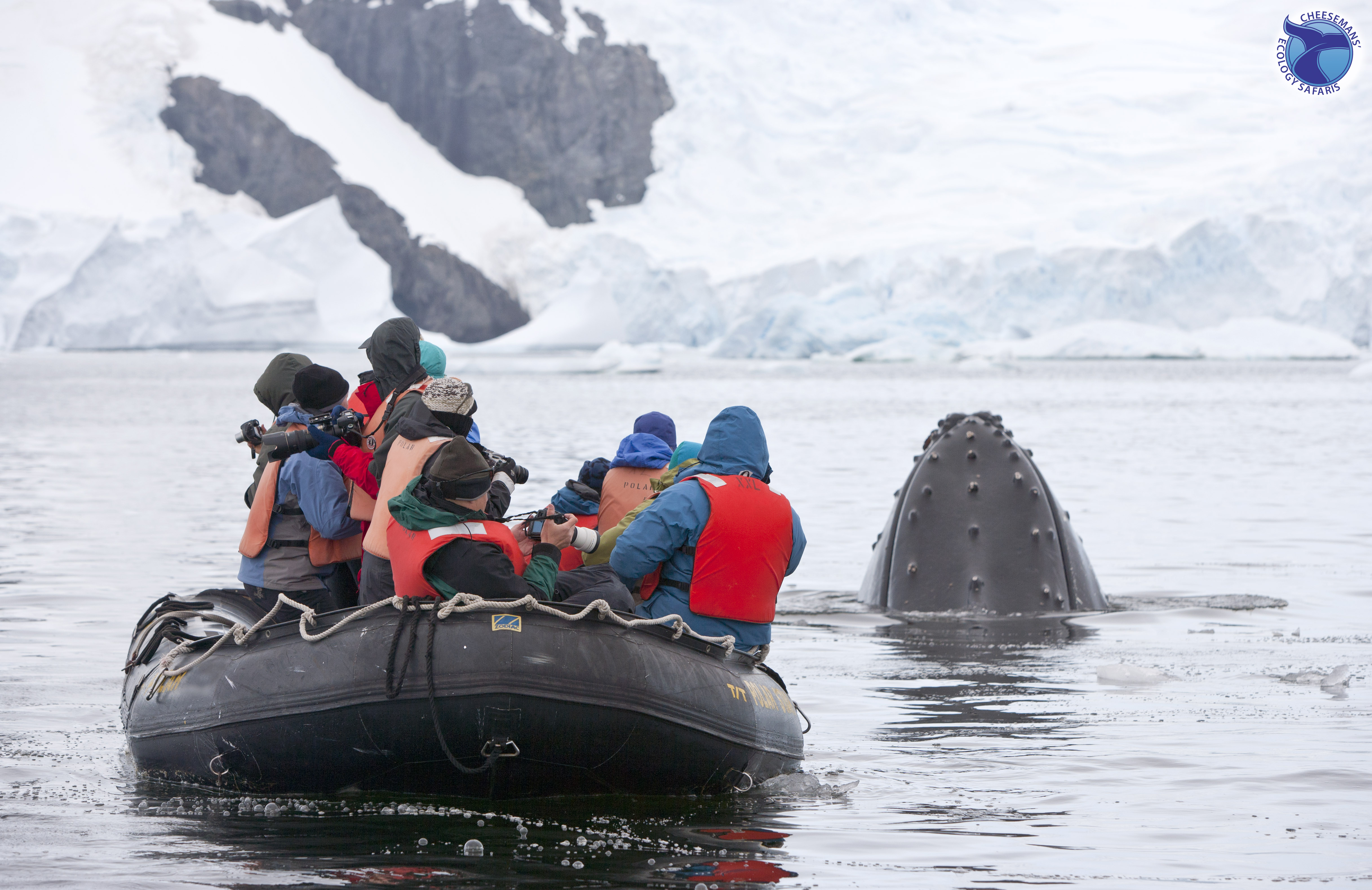 Whales In Antarctica