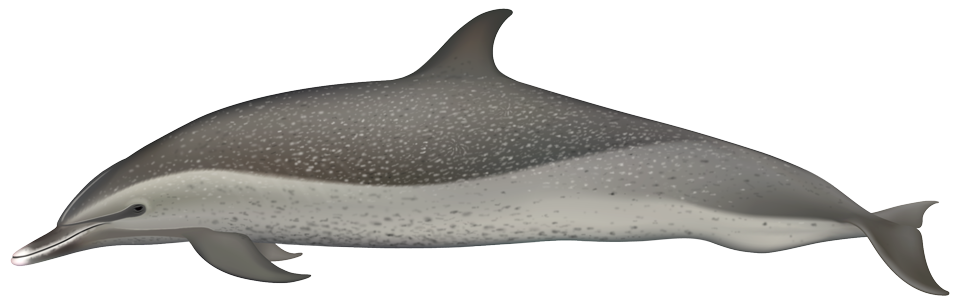 Pantropical spotted dolphin (Stenella attenuata)