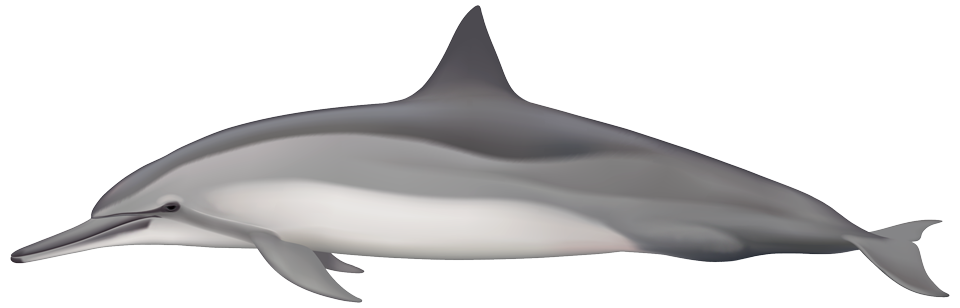 Gray's spinner dolphin (Stenella longirostris)